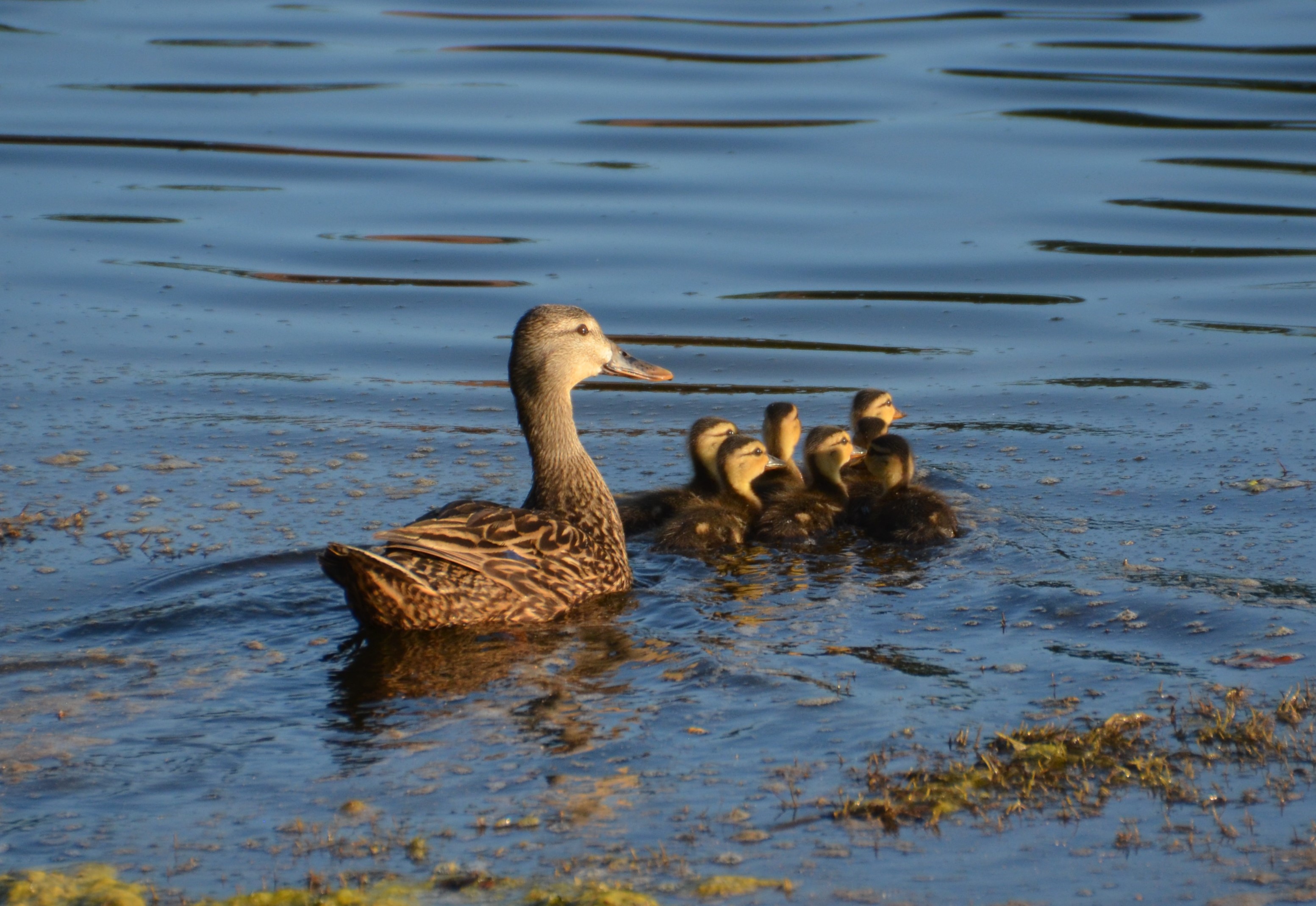 Andy-Weisel_Ducks-at-Shadow-Wood