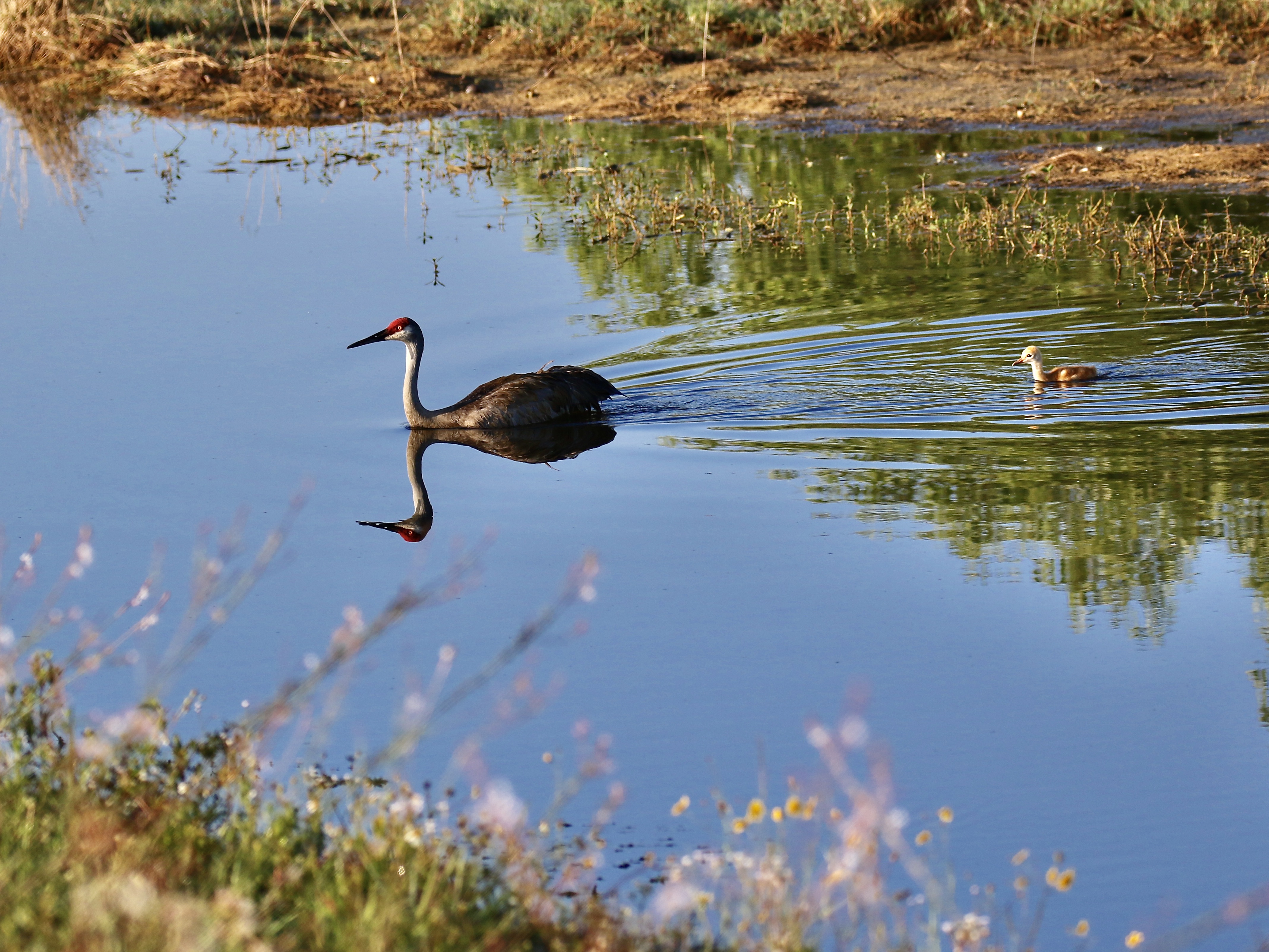 Charlie-Egli_Sandhill-Crane-and-baby-swimming