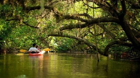 kayaking along the estero river
