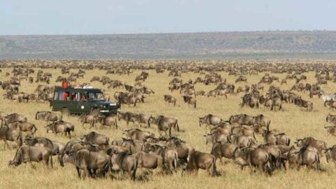Estero residents go on safari