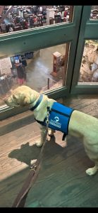 Coach the second service dog under Werners Training