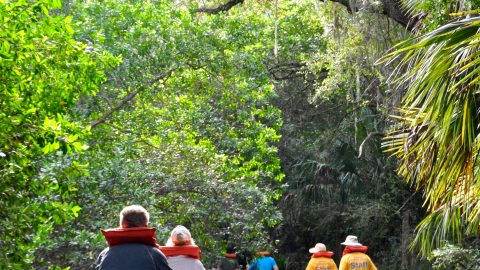 Students and staff of FGCU's Water School canoe on the Estero River
