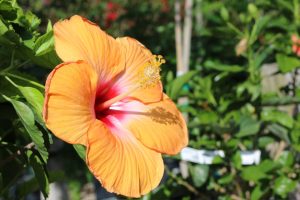 Nothing says 'tropical' like hibiscus in a garden