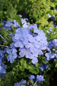 Plumbago is a popular choice for Florida landscapes due to its blue flowers and ability to attract butterflies
