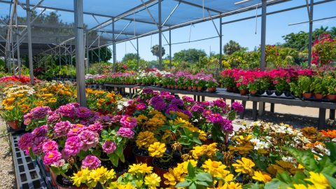Estero in Bloom