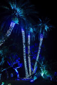 Festive Lights in Bonita Springs