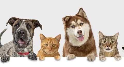 Pets of Estero
